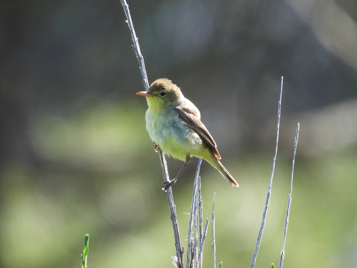 Melodious Warbler - ML620406923