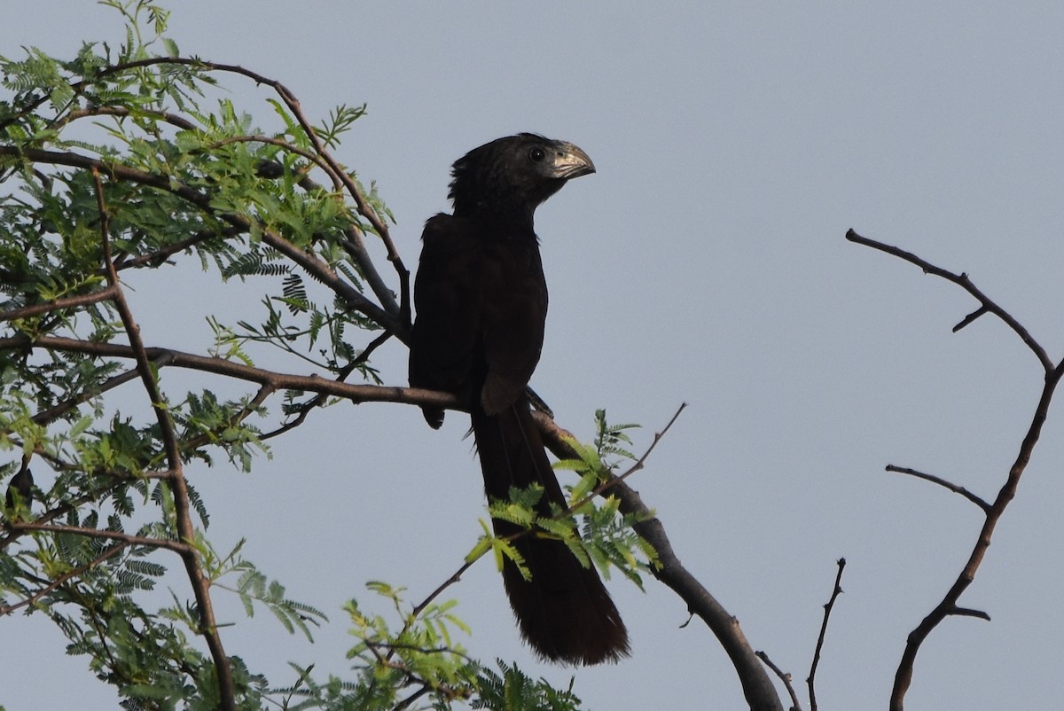 Groove-billed Ani - ML620406924