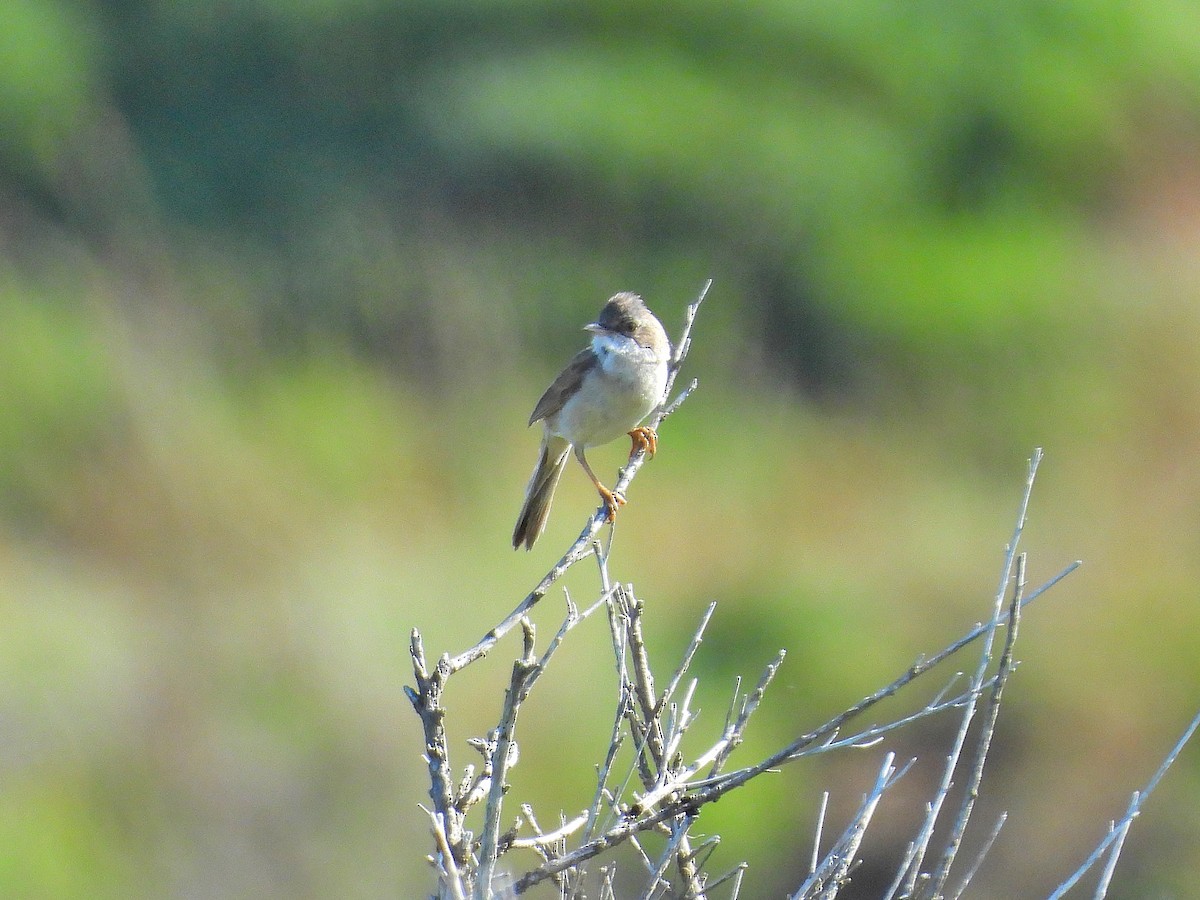 Greater Whitethroat - ML620406934