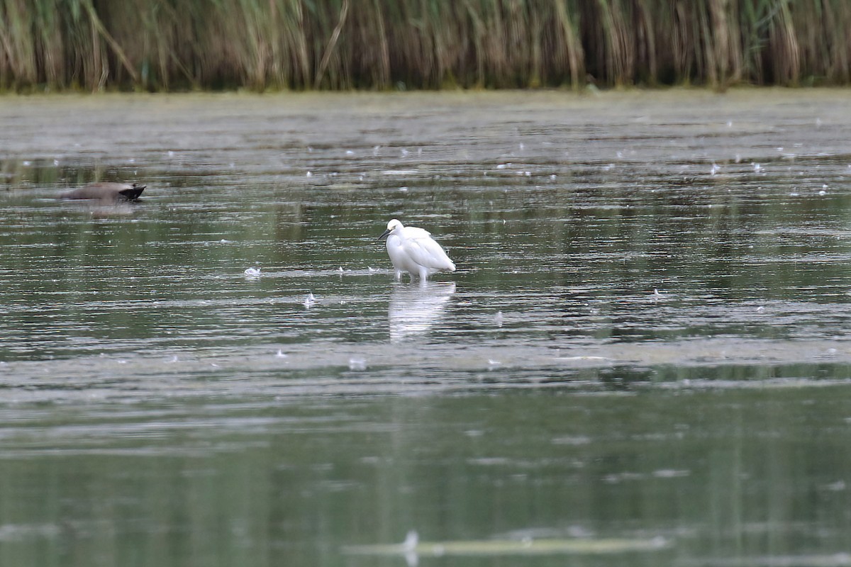 Snowy Egret - Kyle Gage