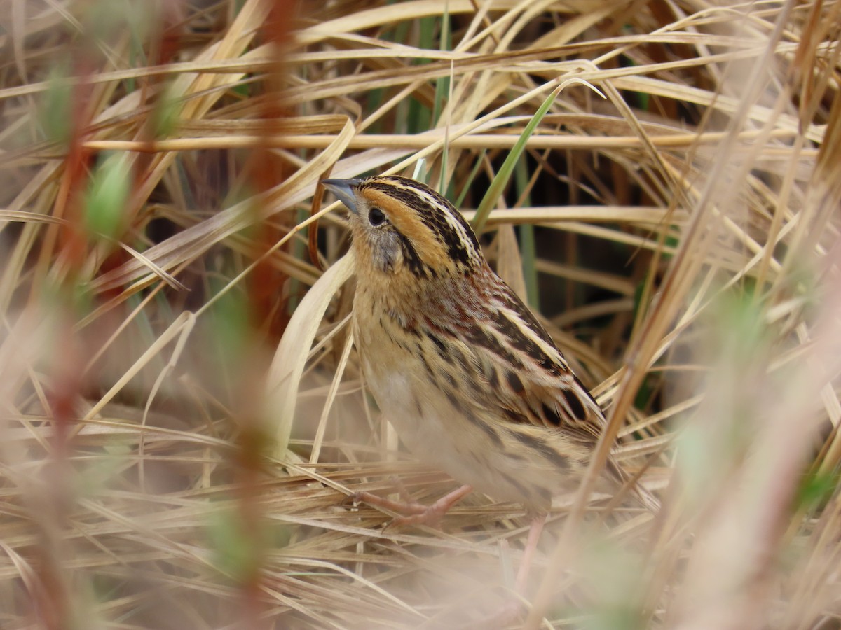 LeConte's Sparrow - ML620406943