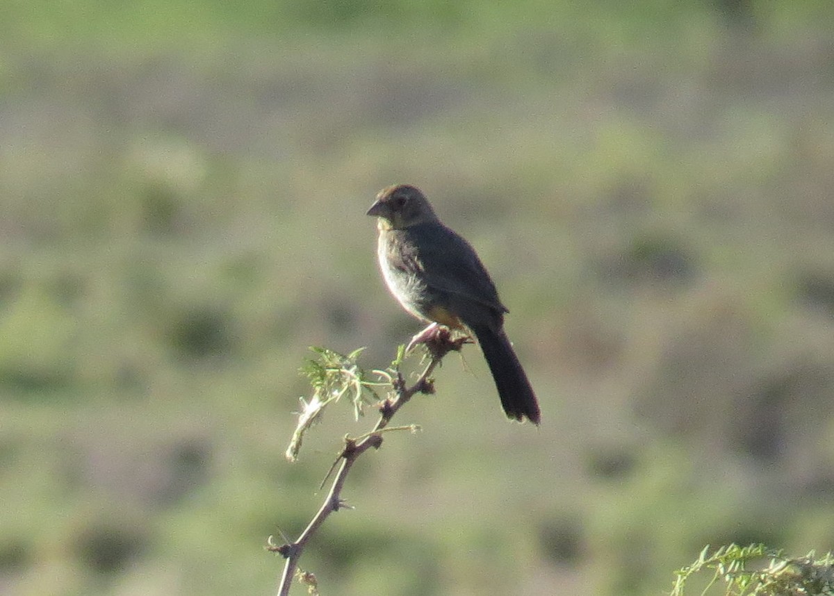 Rufous-crowned Sparrow - ML620406964