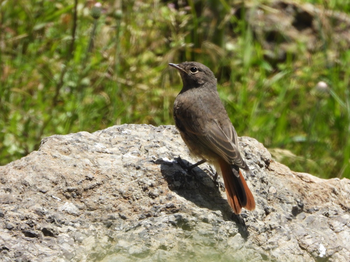 Black Redstart - ML620406966