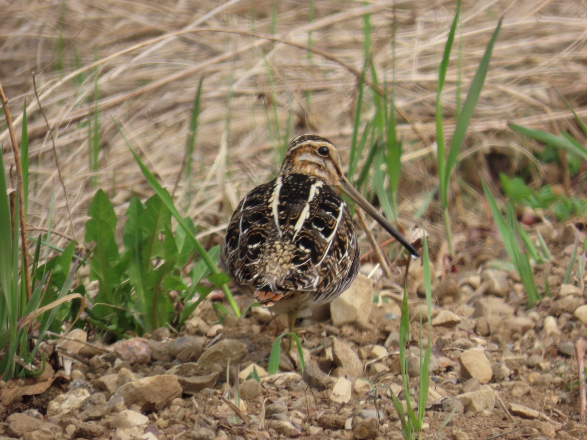 Wilson's Snipe - ML620406967