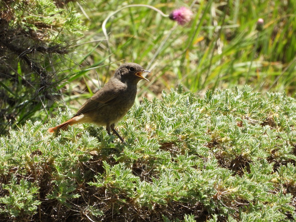 Black Redstart - ML620406968