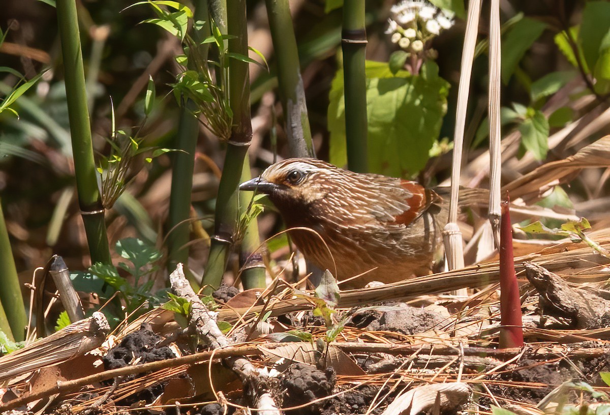 Striped Laughingthrush - ML620406969