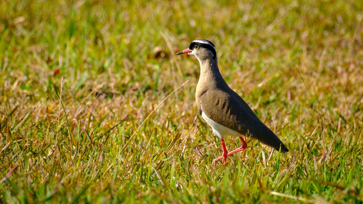 Crowned Lapwing - ML620406970