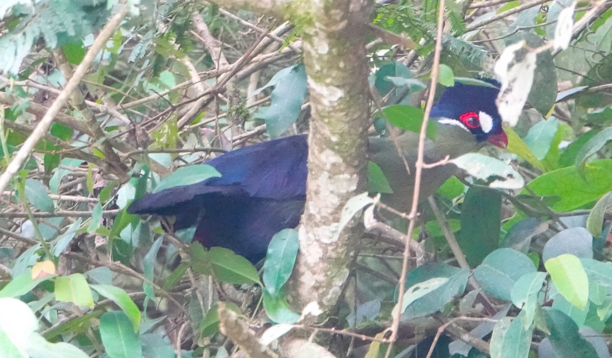 Hartlaub's Turaco - ML620406989