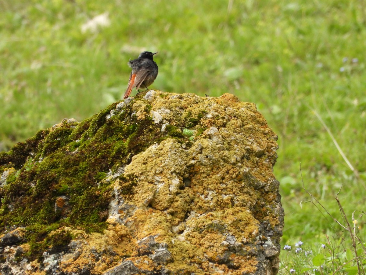 Black Redstart - ML620406992