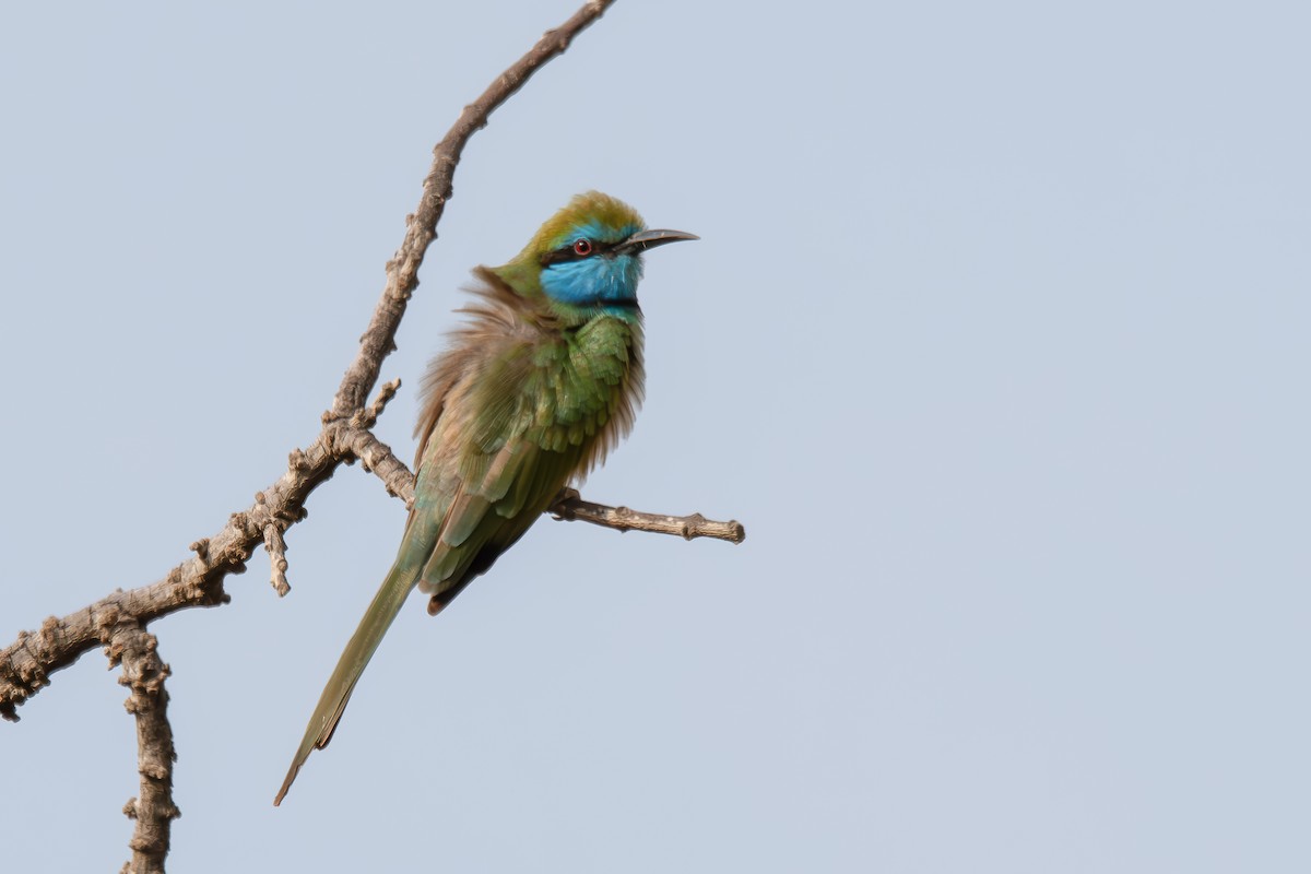 Arabian Green Bee-eater - ML620407002