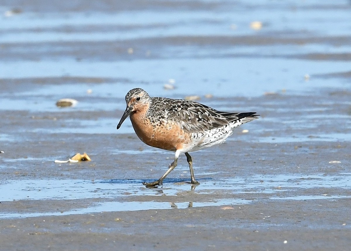 Red Knot - ML620407004