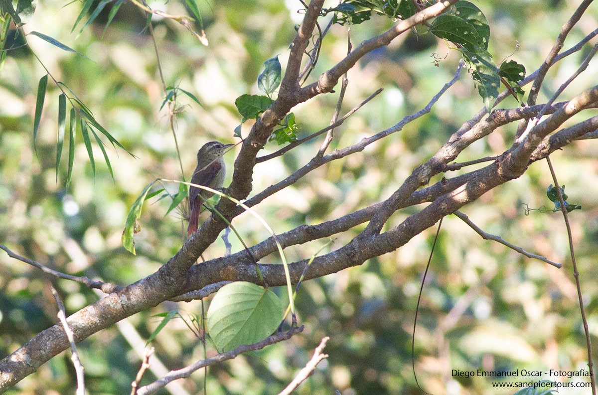 Olive Spinetail - ML620407005