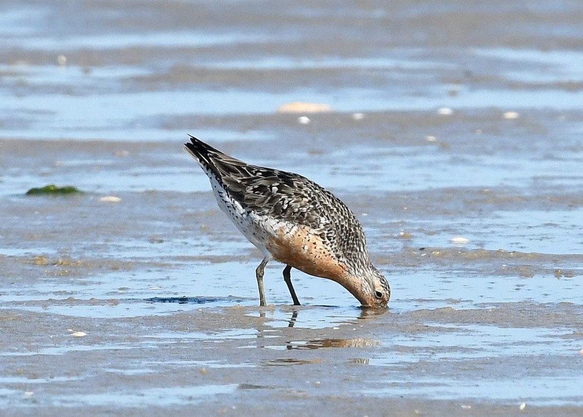 Red Knot - ML620407007