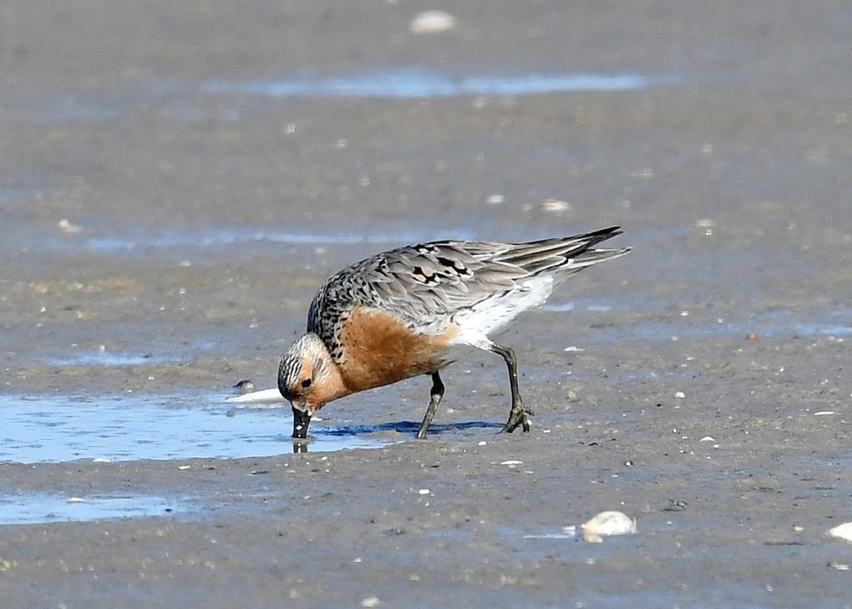 Red Knot - ML620407008