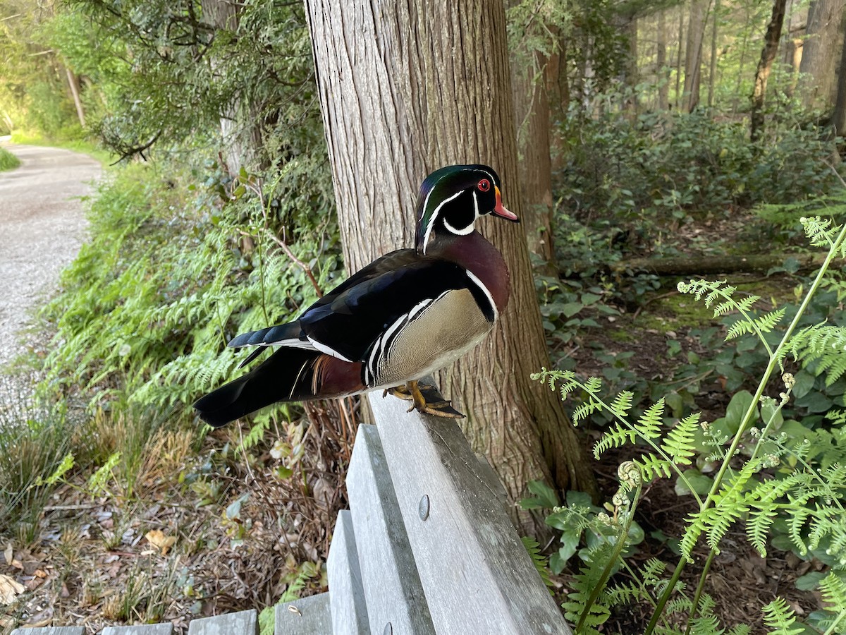 Wood Duck - ML620407019