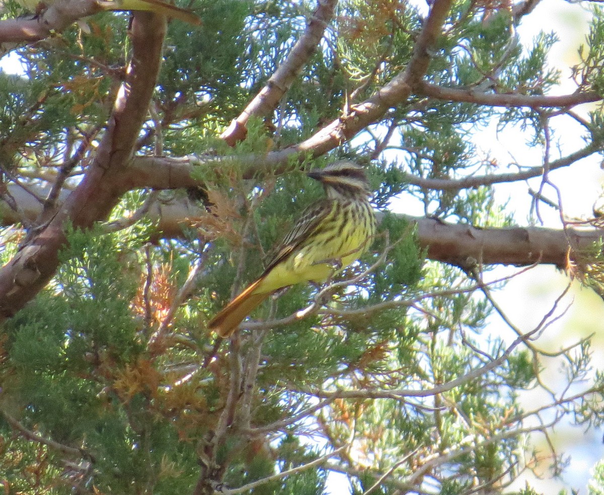 Sulphur-bellied Flycatcher - ML620407021