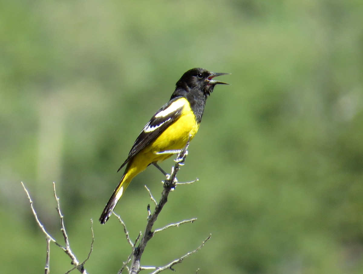 Oriole jaune-verdâtre - ML620407028