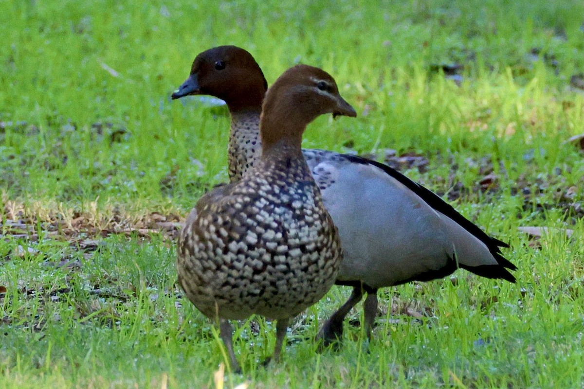 Pato de Crin - ML620407029