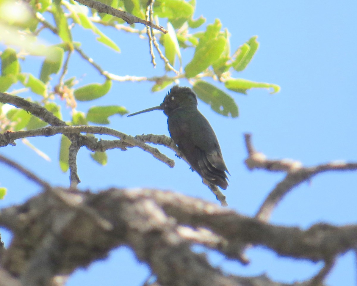 Colibrí Magnífico - ML620407036