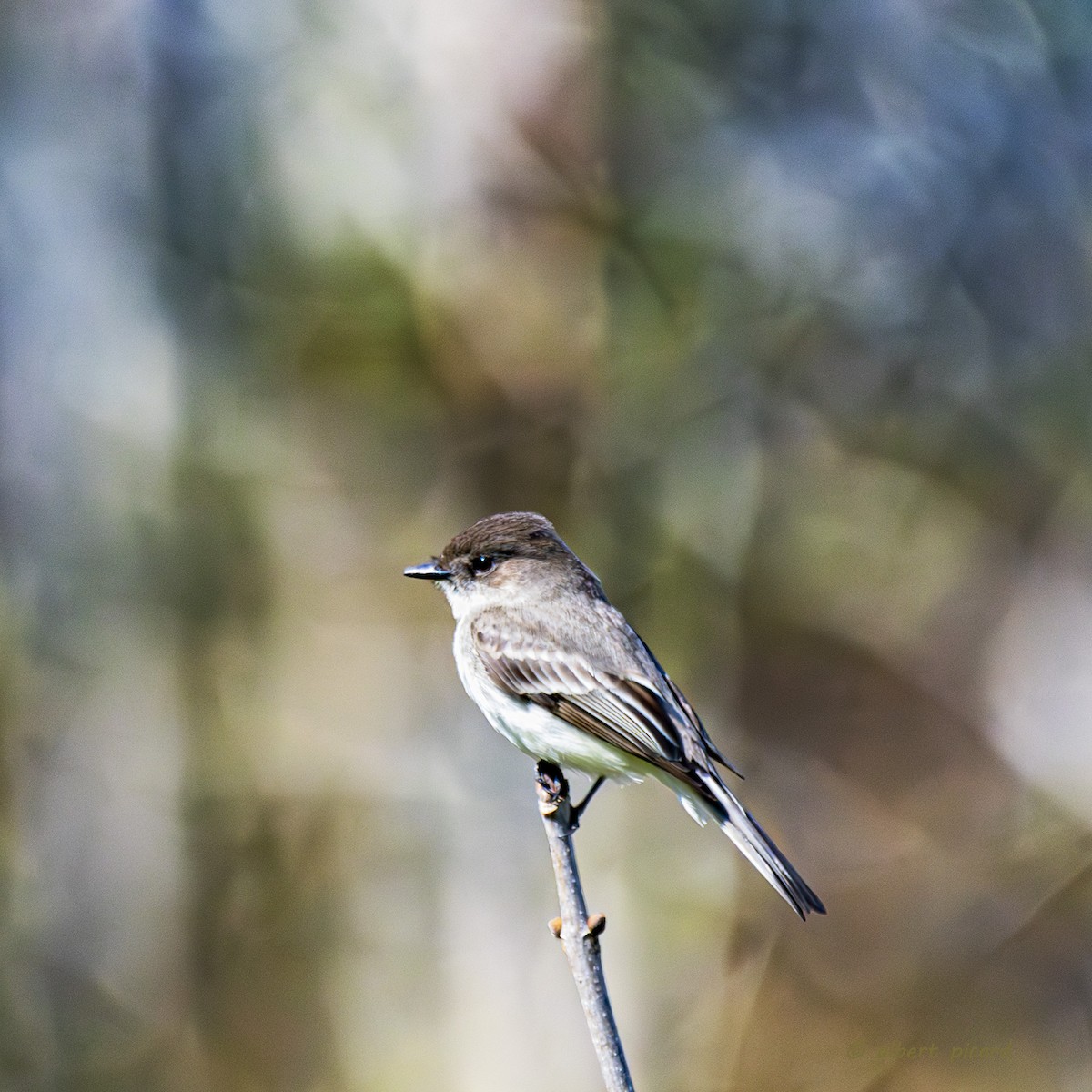 Eastern Phoebe - ML620407037