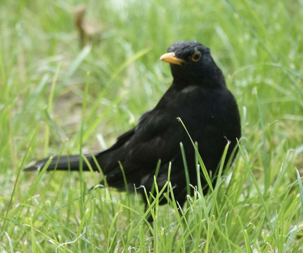 Eurasian Blackbird - ML620407046