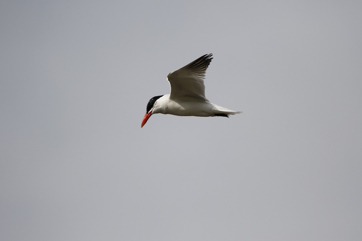 Caspian Tern - ML620407051