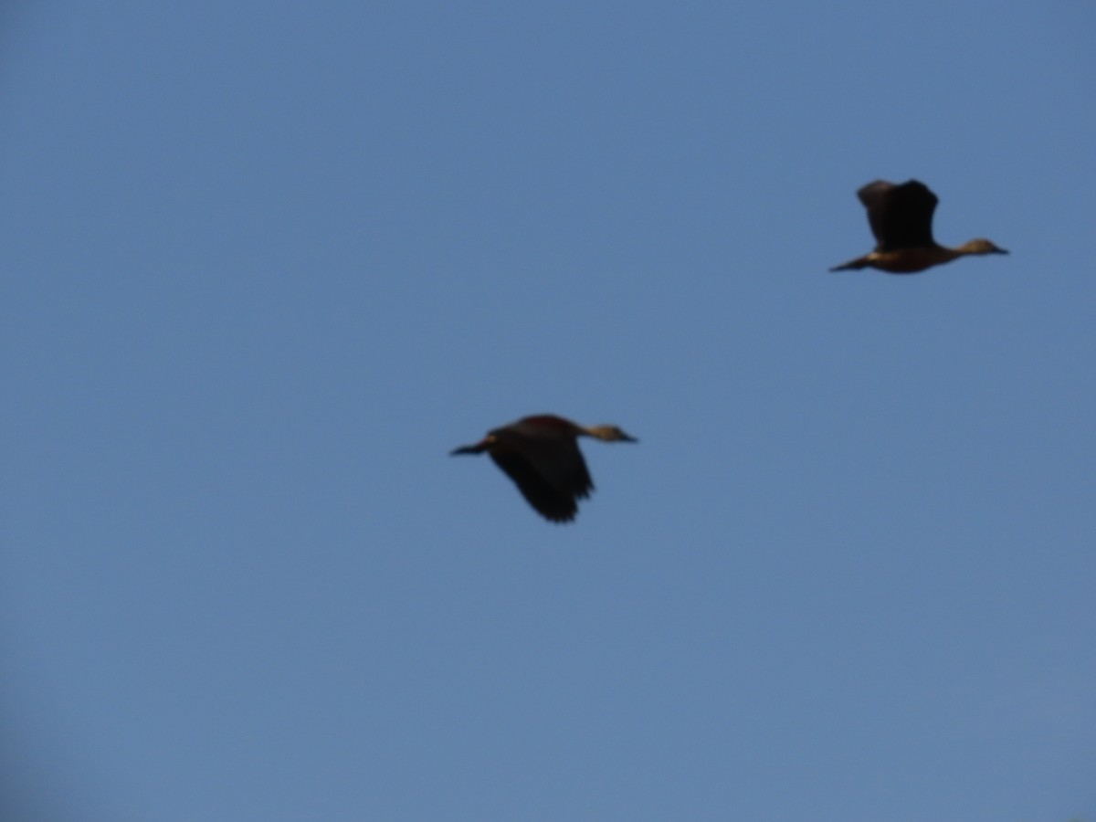 Lesser Whistling-Duck - ML620407063