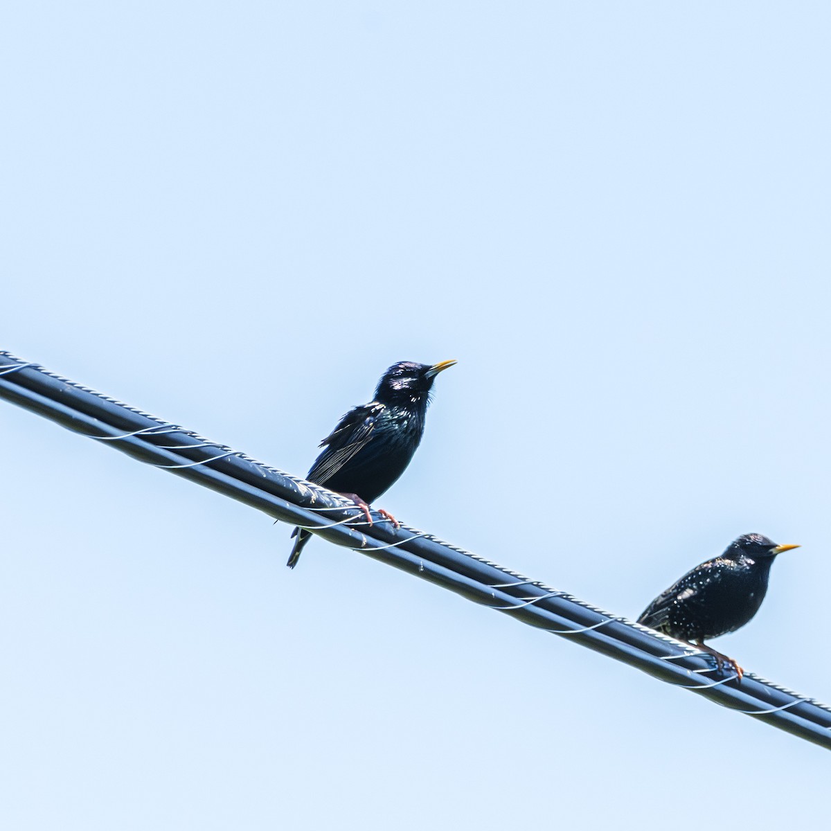 European Starling - ML620407070