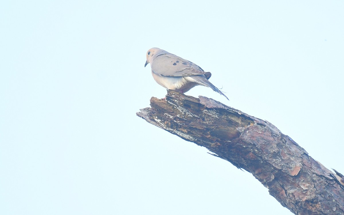Eurasian Collared-Dove - ML620407077