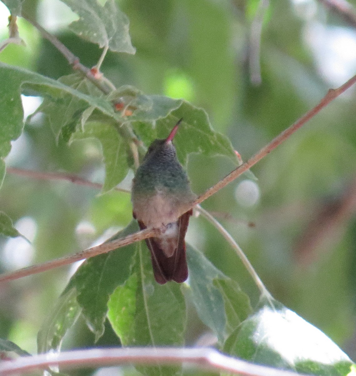 kolibřík mexický - ML620407079