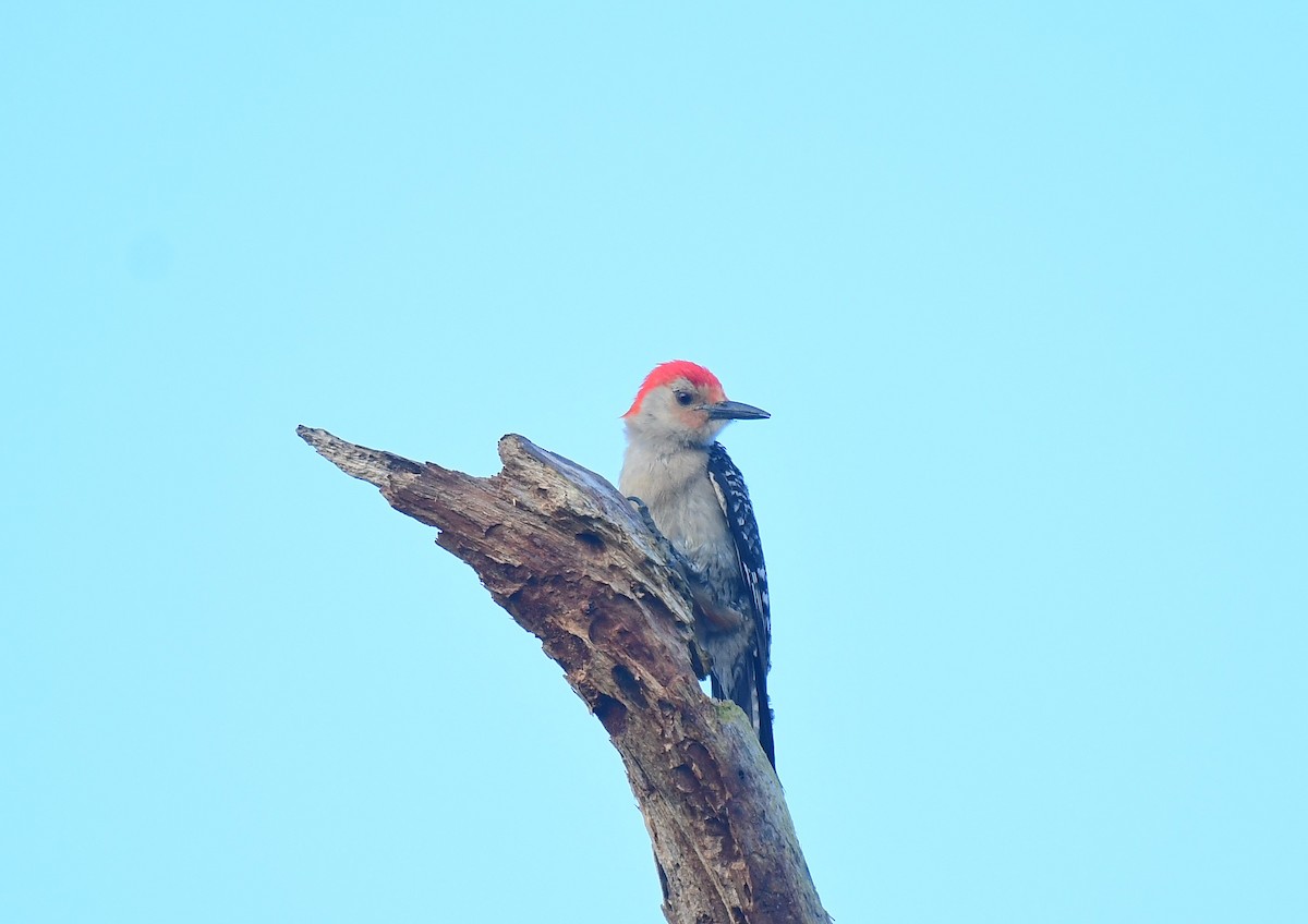Red-bellied Woodpecker - ML620407080
