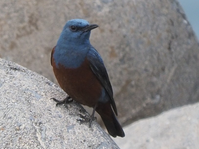 Blue Rock-Thrush - ML620407084