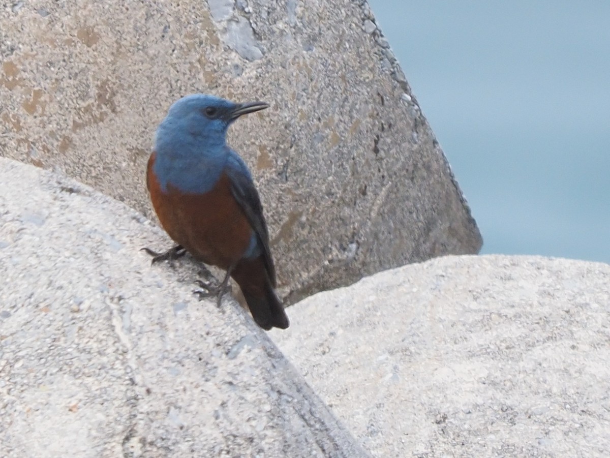 Blue Rock-Thrush - ML620407085