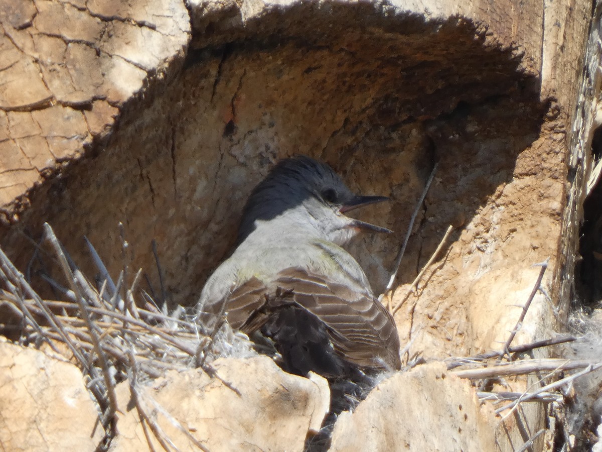 Western Kingbird - ML620407090