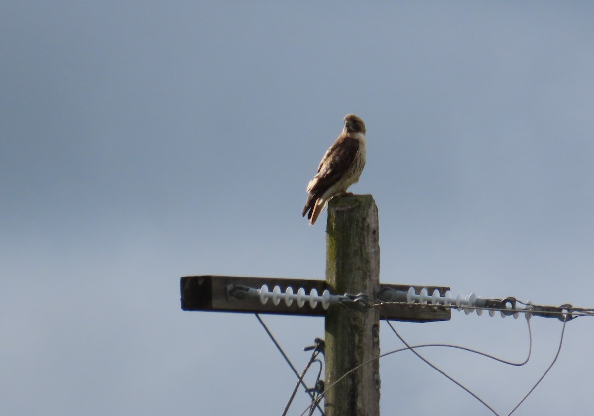 Red-tailed Hawk - ML620407091
