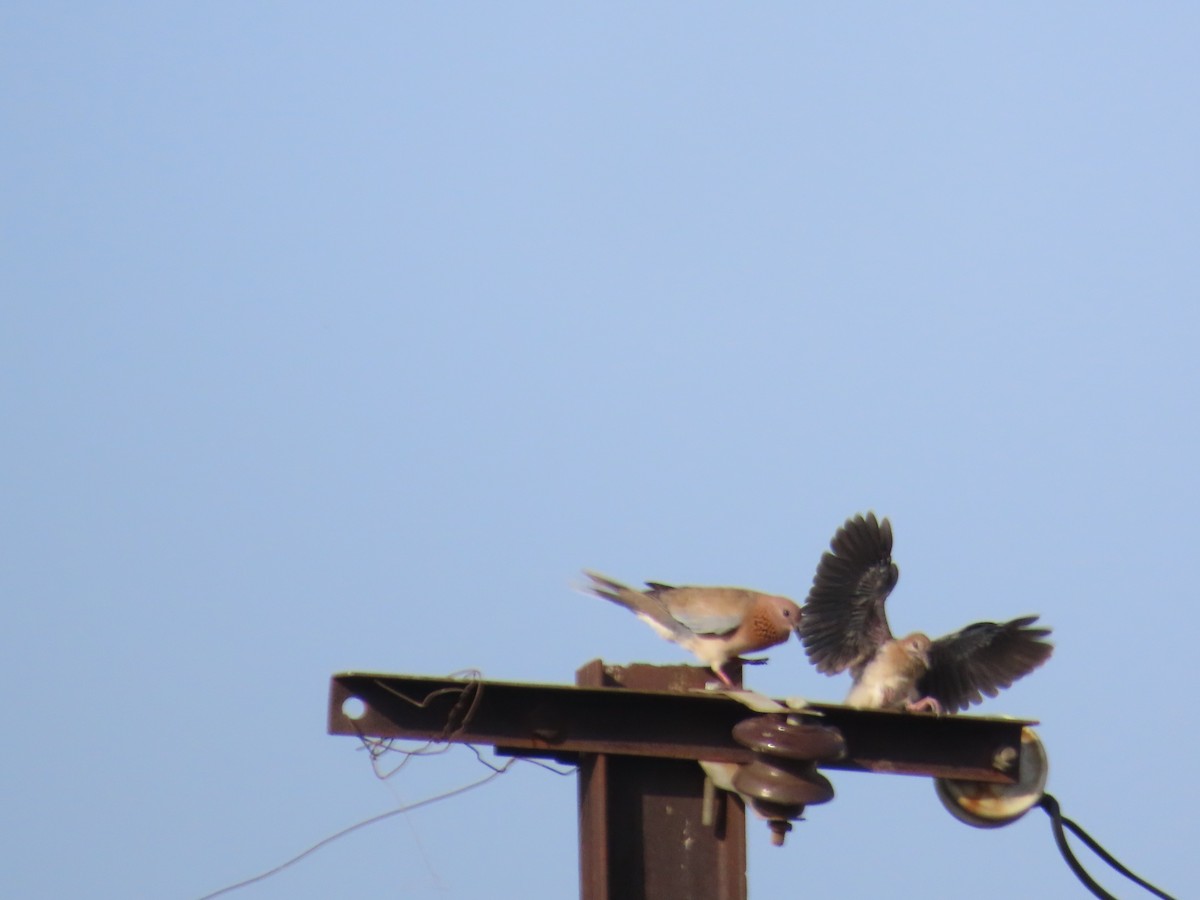 Laughing Dove - ML620407092