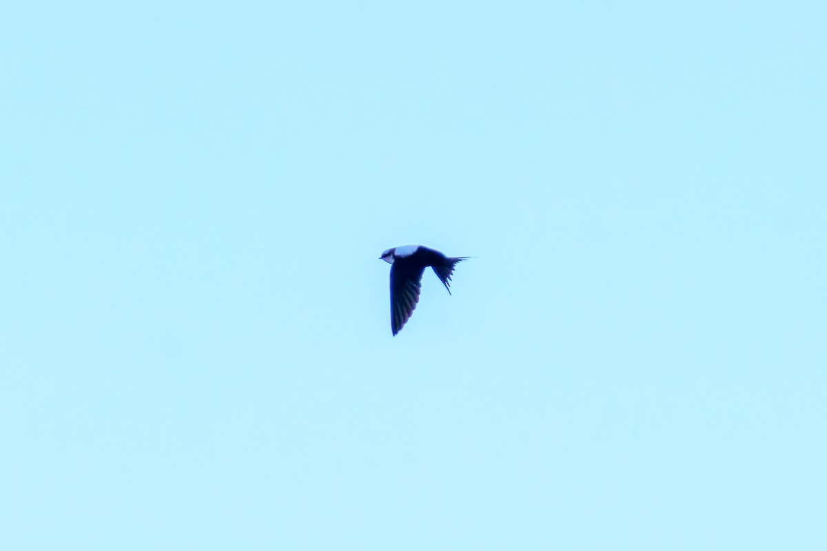 White-backed Swallow - ML620407097