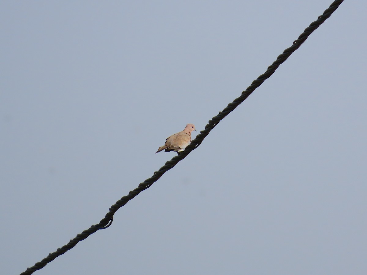 Laughing Dove - ML620407101