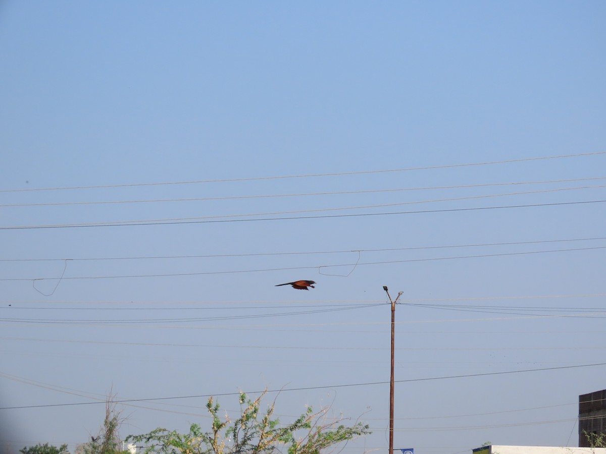 Greater Coucal - ML620407103