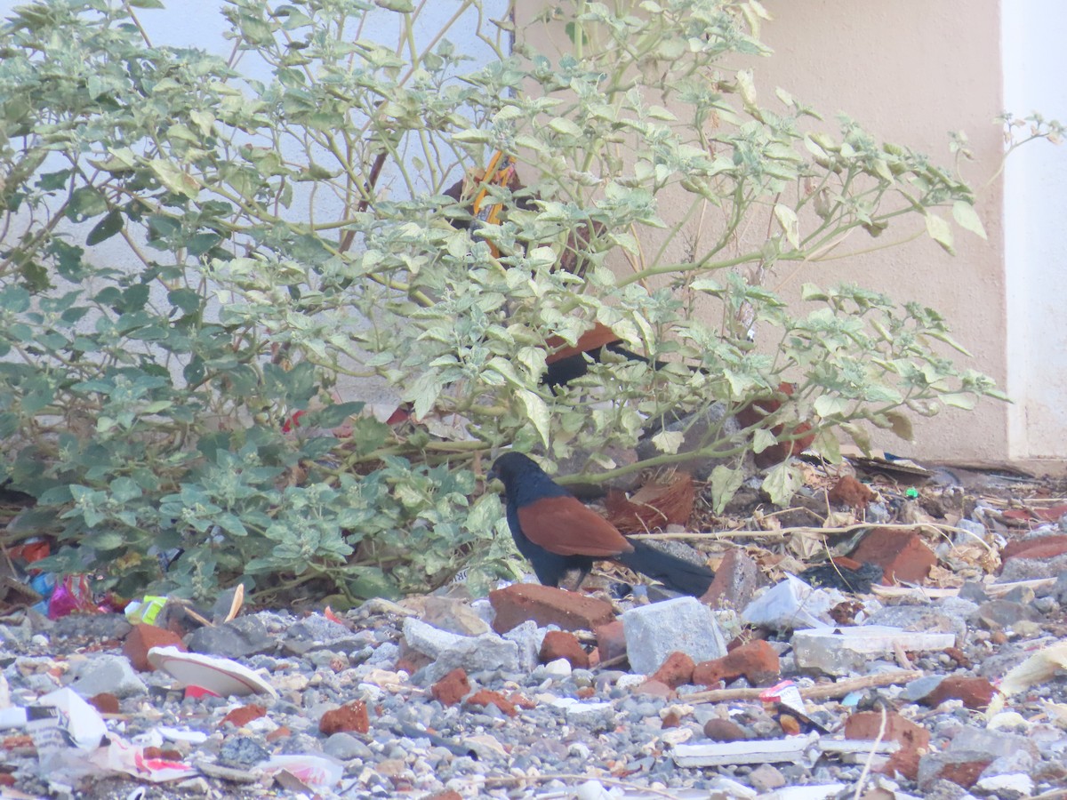 Greater Coucal - ML620407104