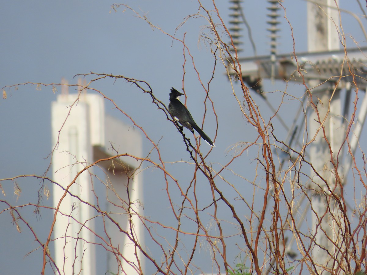 Pied Cuckoo - ML620407108