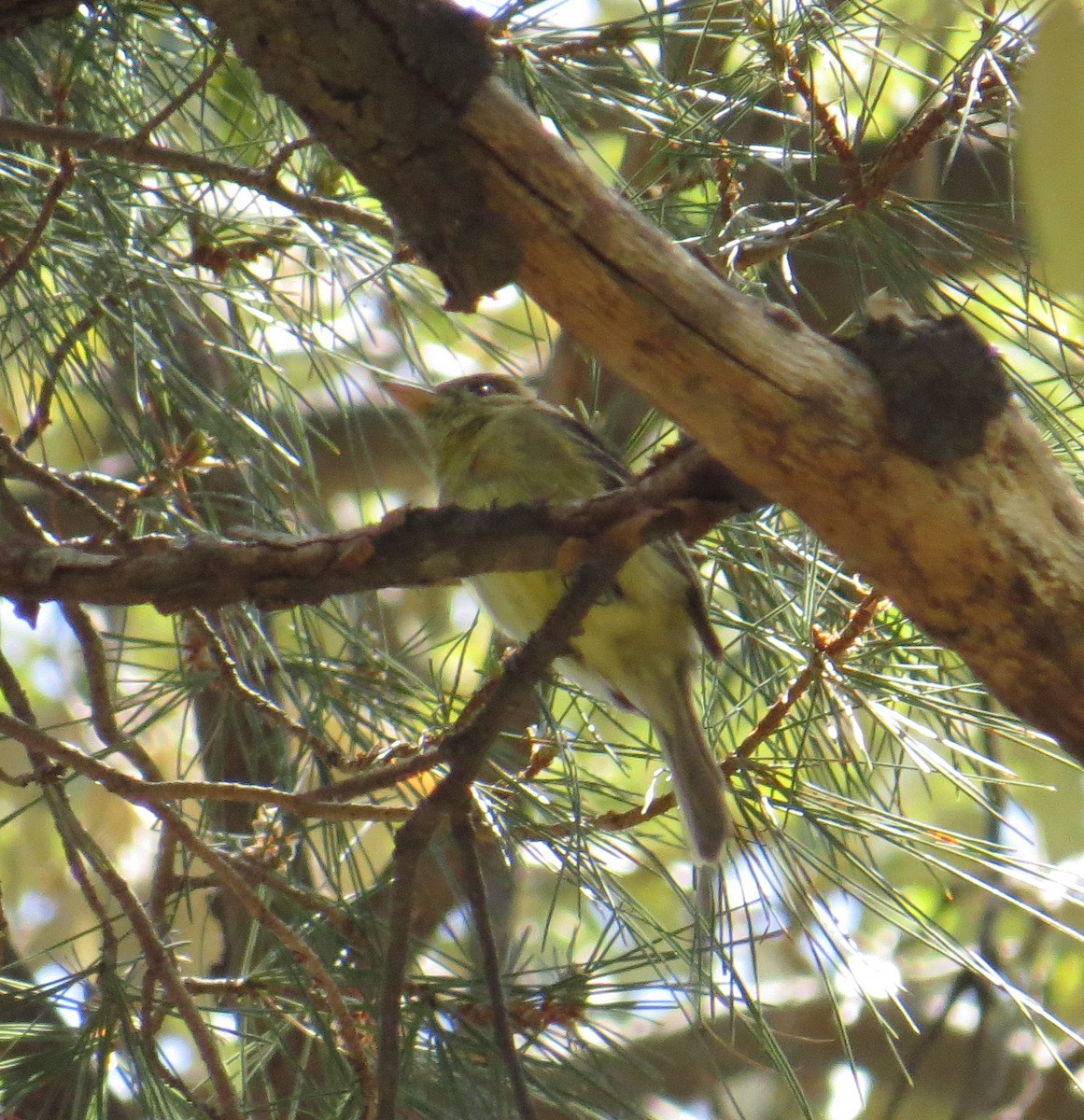 Western Flycatcher (Cordilleran) - ML620407127