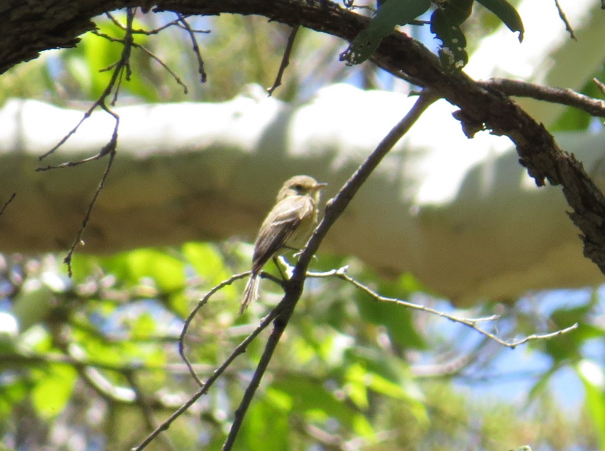 Buff-breasted Flycatcher - ML620407135