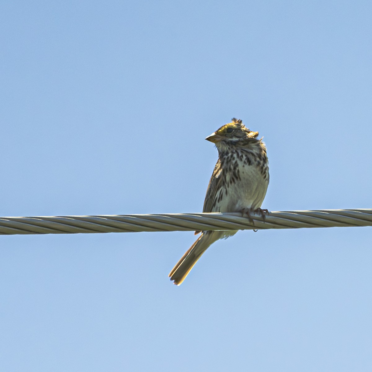 Savannah Sparrow - ML620407151