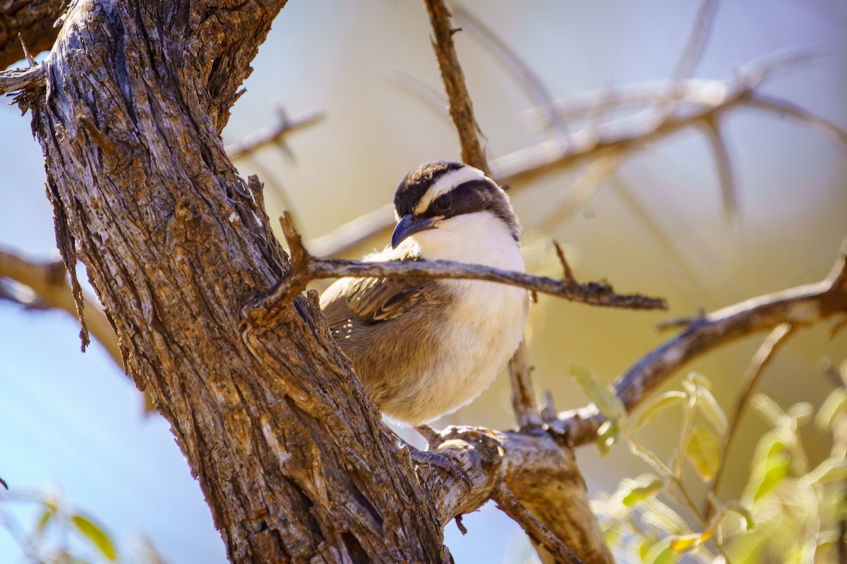 White-browed Babbler - ML620407167