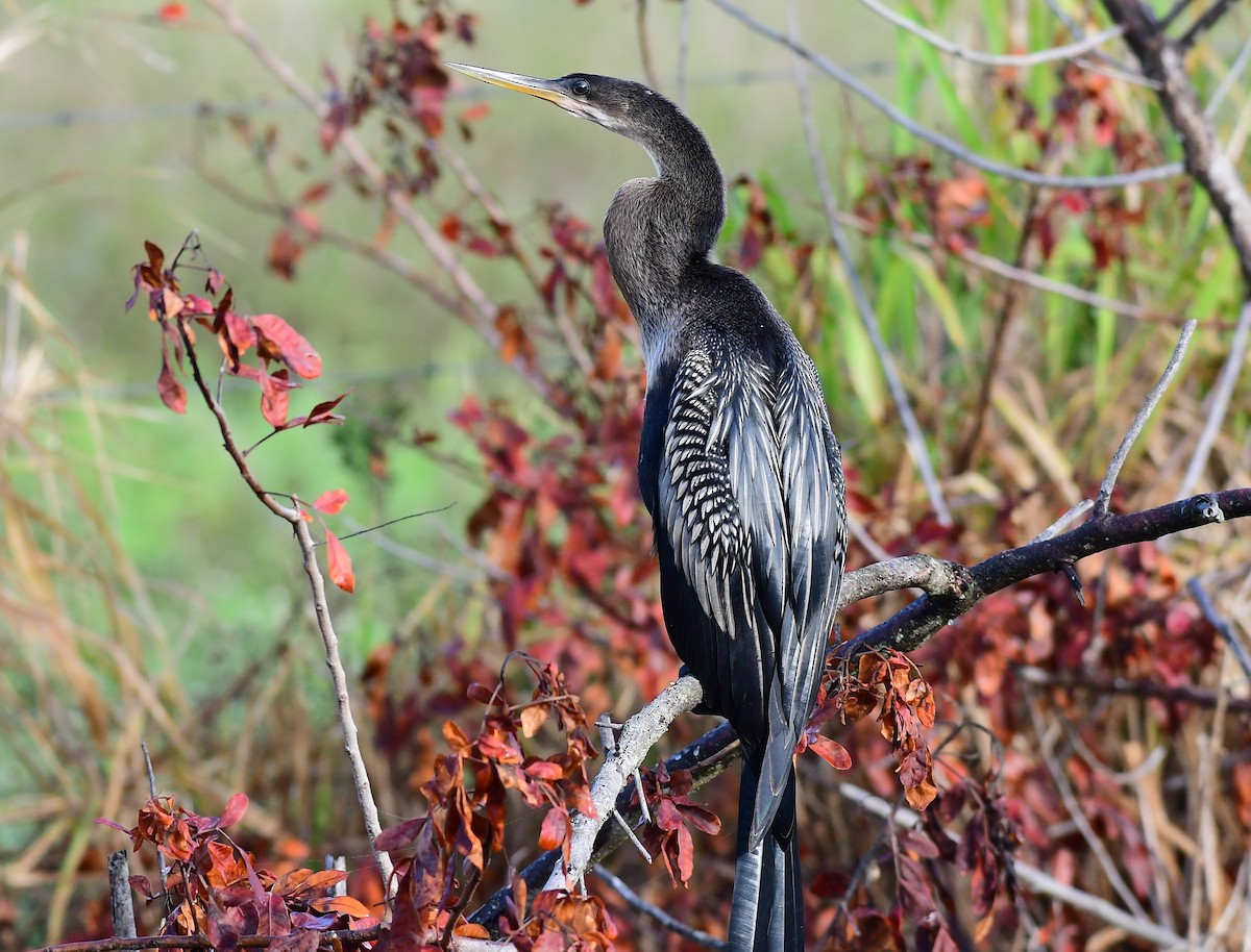 アメリカヘビウ - ML620407168