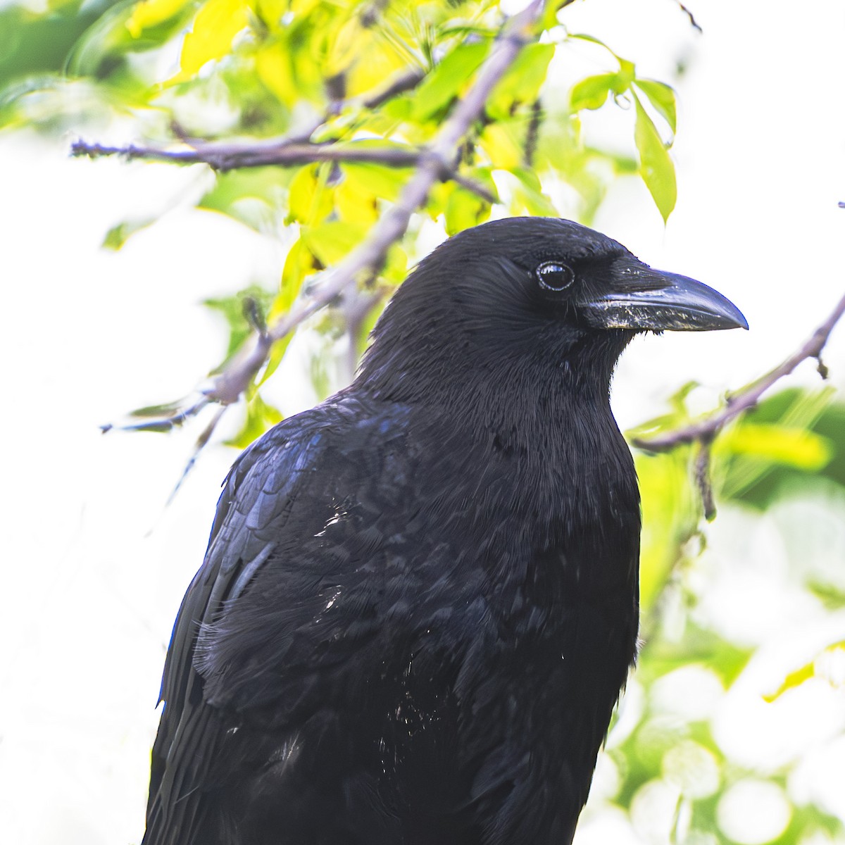American Crow - ML620407171