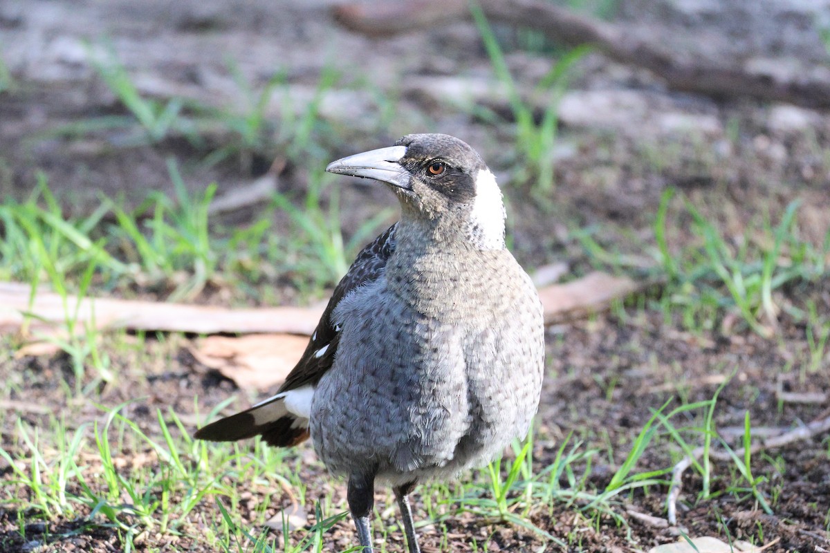 Australian Magpie - ML620407173