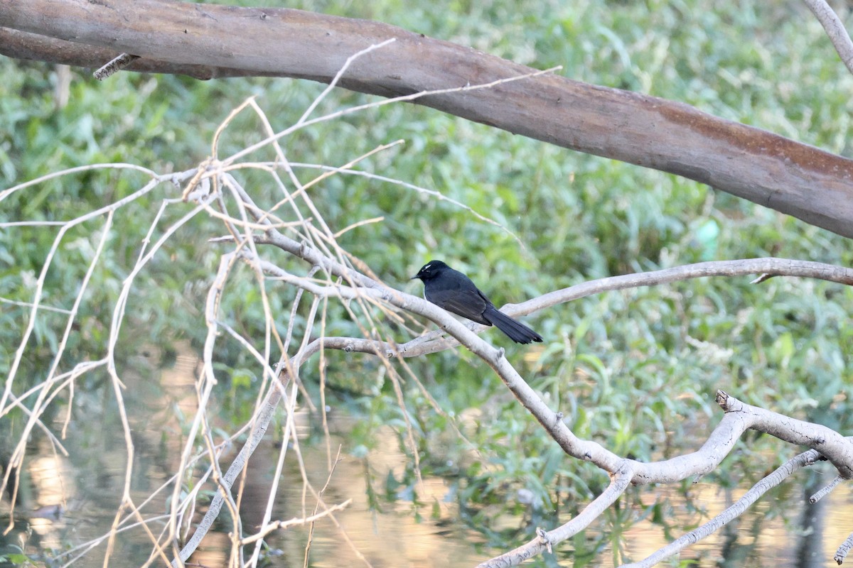 Willie-wagtail - ML620407186