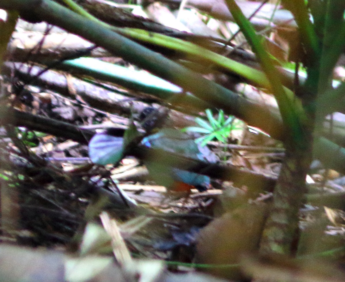 Western Hooded Pitta - ML620407190